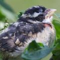 Rose-Breasted Grosbeak Fledgling Ready For Nap (Matt 11 X 14 Print 6 X 9)  JAH-203